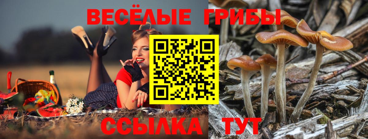 Псилоцибиновые грибы Psilocybine cubensis Краснодар
